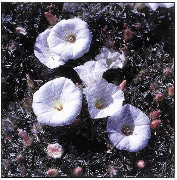 Convolvulus compactus